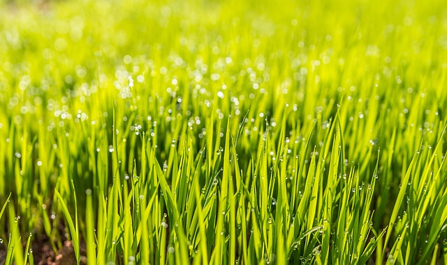 sucitesa grass